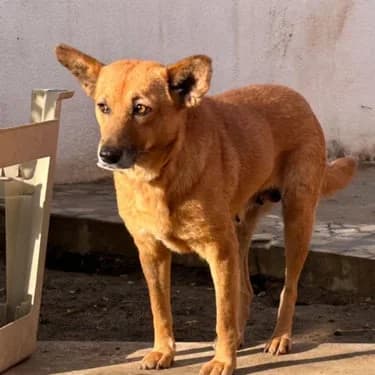 suzy, female Mixed Breed for adoption at L