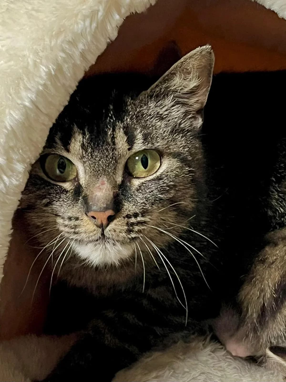 Linda, female Mixed Breed for adoption at Lou Pilou, lou pilou