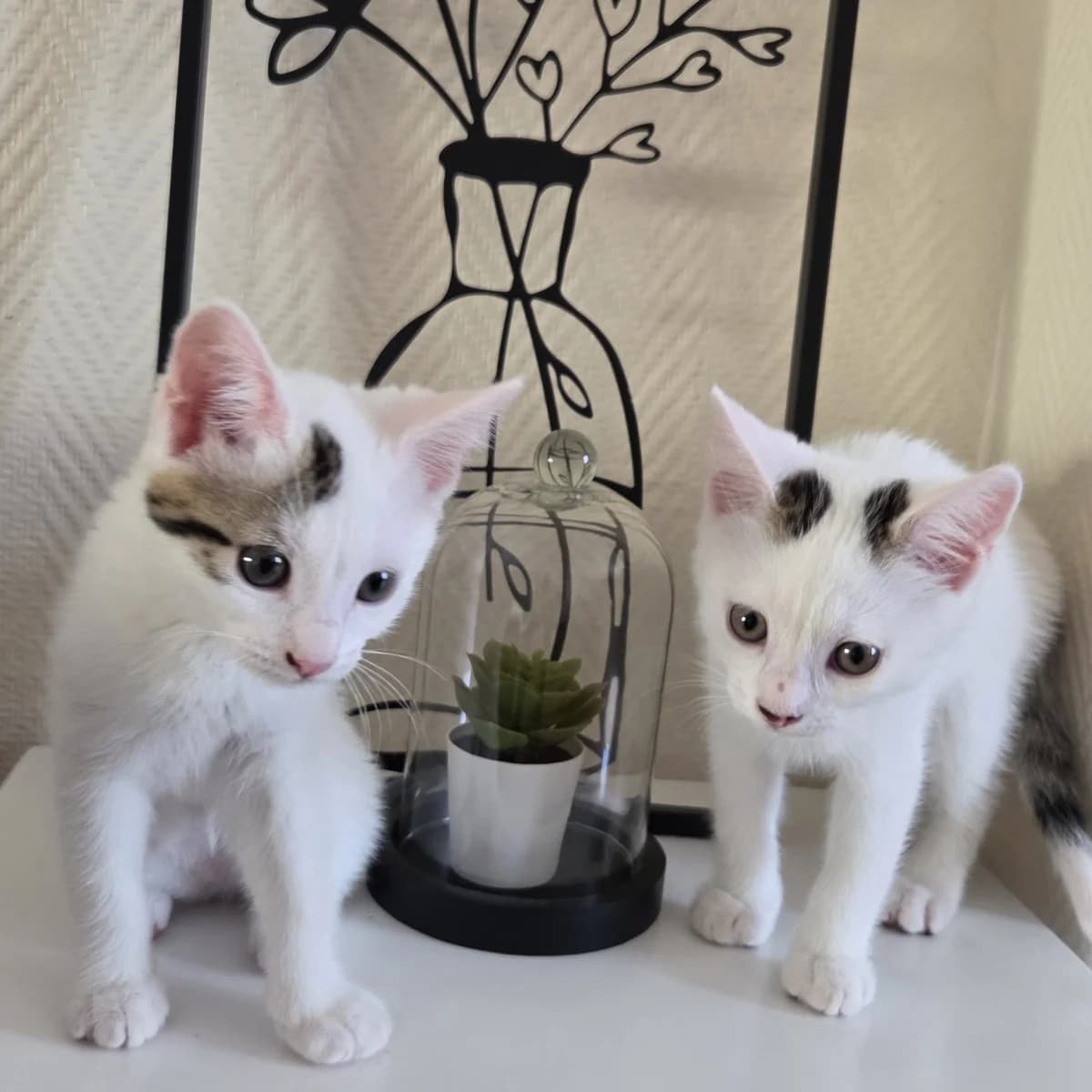 Bianca & Garou, female Mixed Breed for adoption at Lou Pilou, lou pilou