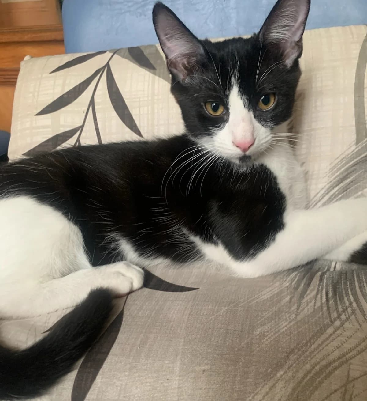 Moustique, male Mixed Breed for adoption at Lou Pilou, lou pilou