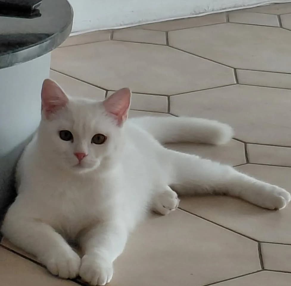 Figaro, male Mixed Breed for adoption at Lou Pilou, lou pilou