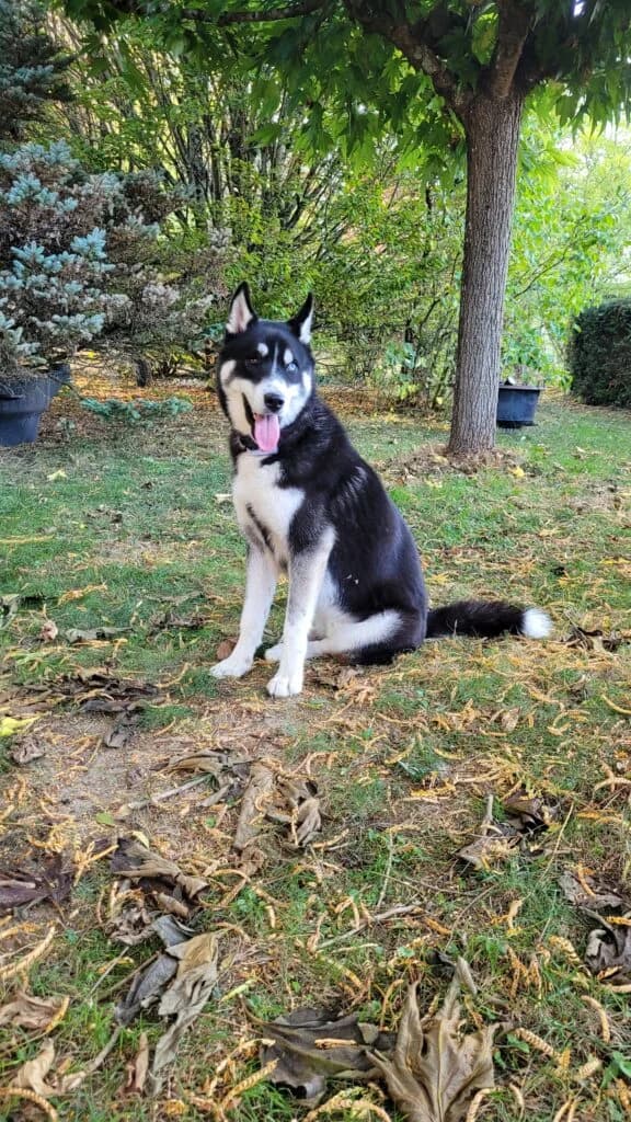 Bowie, male 4yo Mixed Breed for adoption at Lovesick Rescue