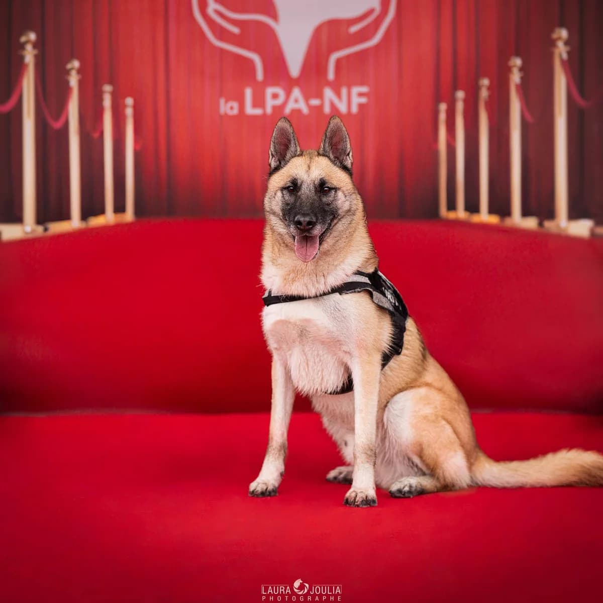 Nero, Mixed Breed for adoption at LPA Nord de la France, Lille