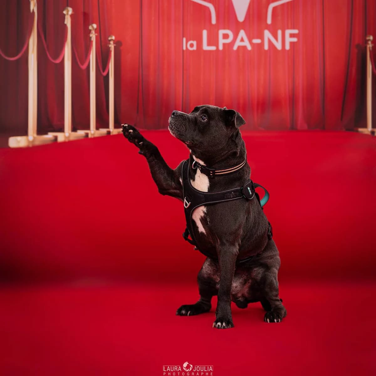 Maho – SOS, Mixed Breed for adoption at LPA Nord de la France, Lille