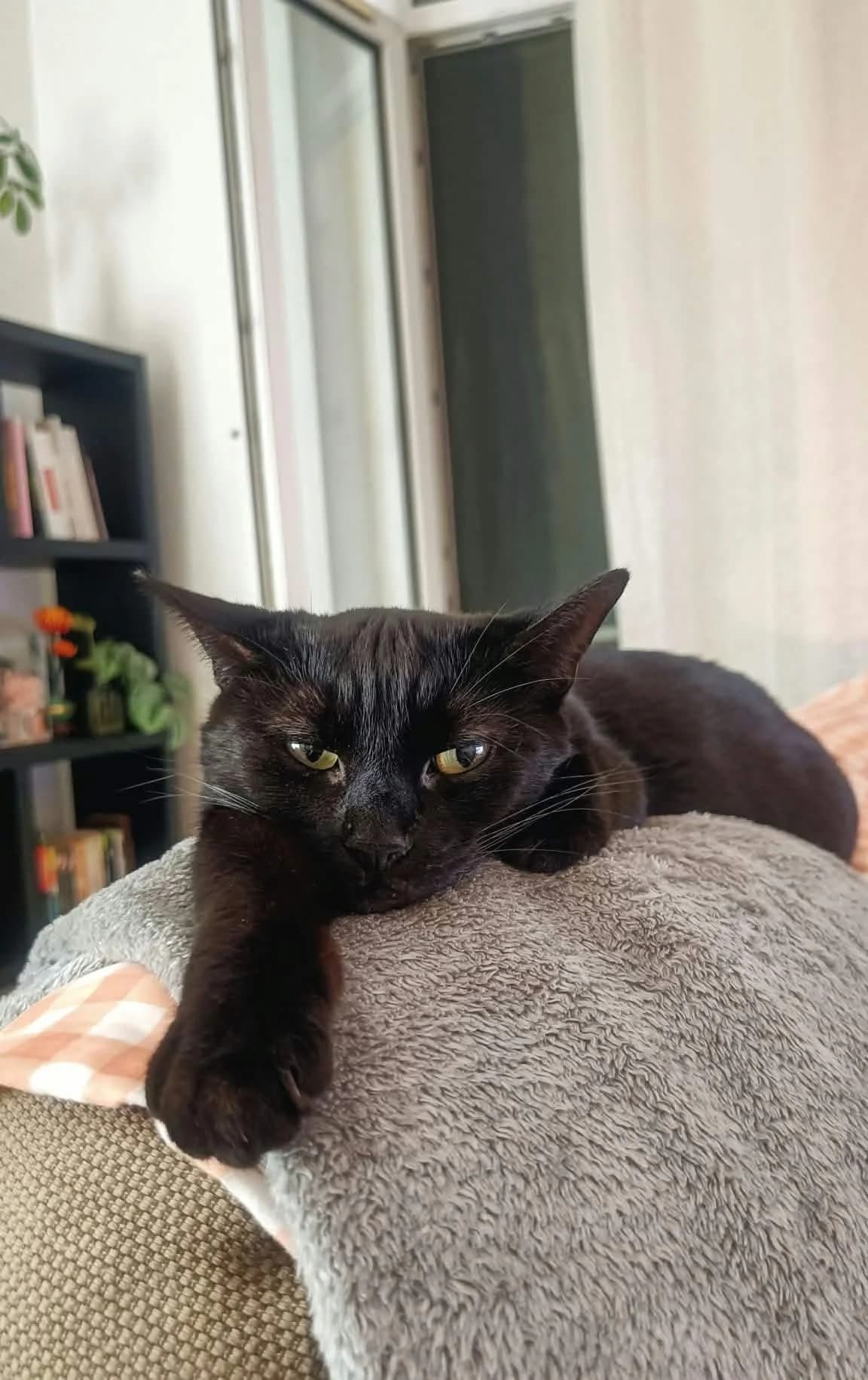 Fifi – en Famille d'Accueil, Mixed Breed for adoption at LPA Nord de la France, Lille