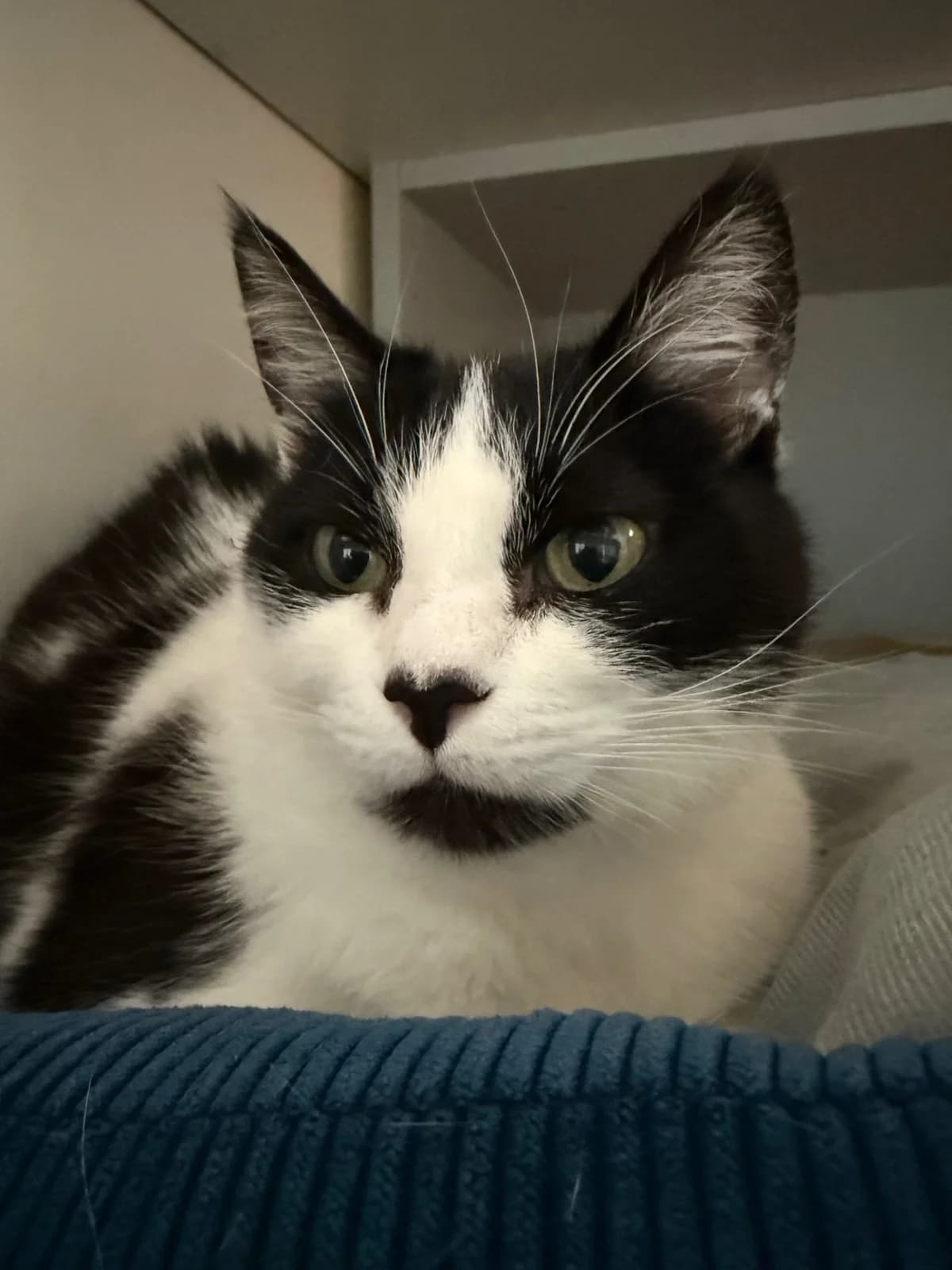 Iolanda – en Famille d'Accueil, senior Mixed Breed for adoption at LPA Nord de la France, Lille