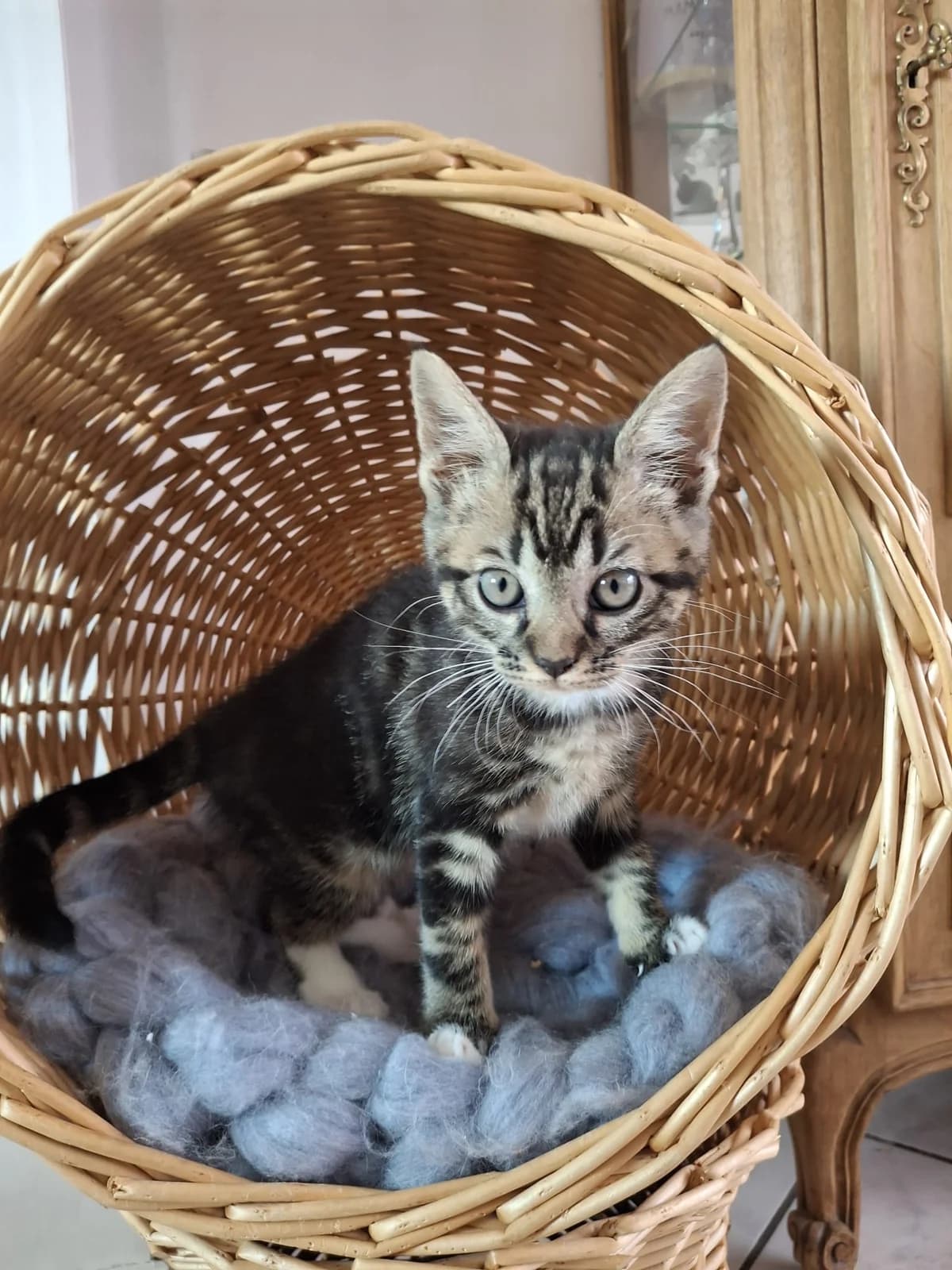 Babeth, puppy Mixed Breed for adoption at LPA Nord de la France, Lille
