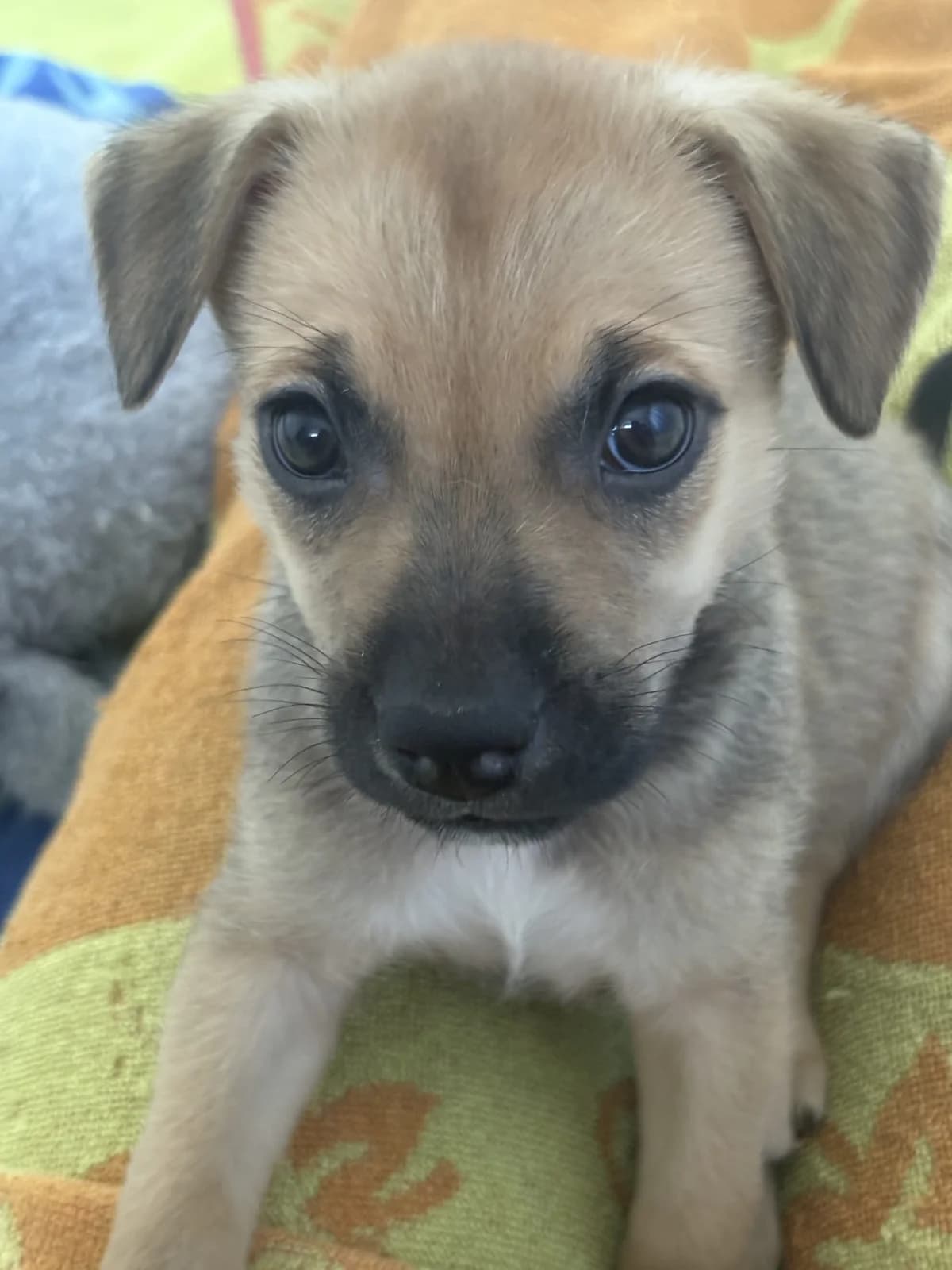 Bobert – FA, male senior Mixed Breed for adoption at LPA Nord de la France, Lille