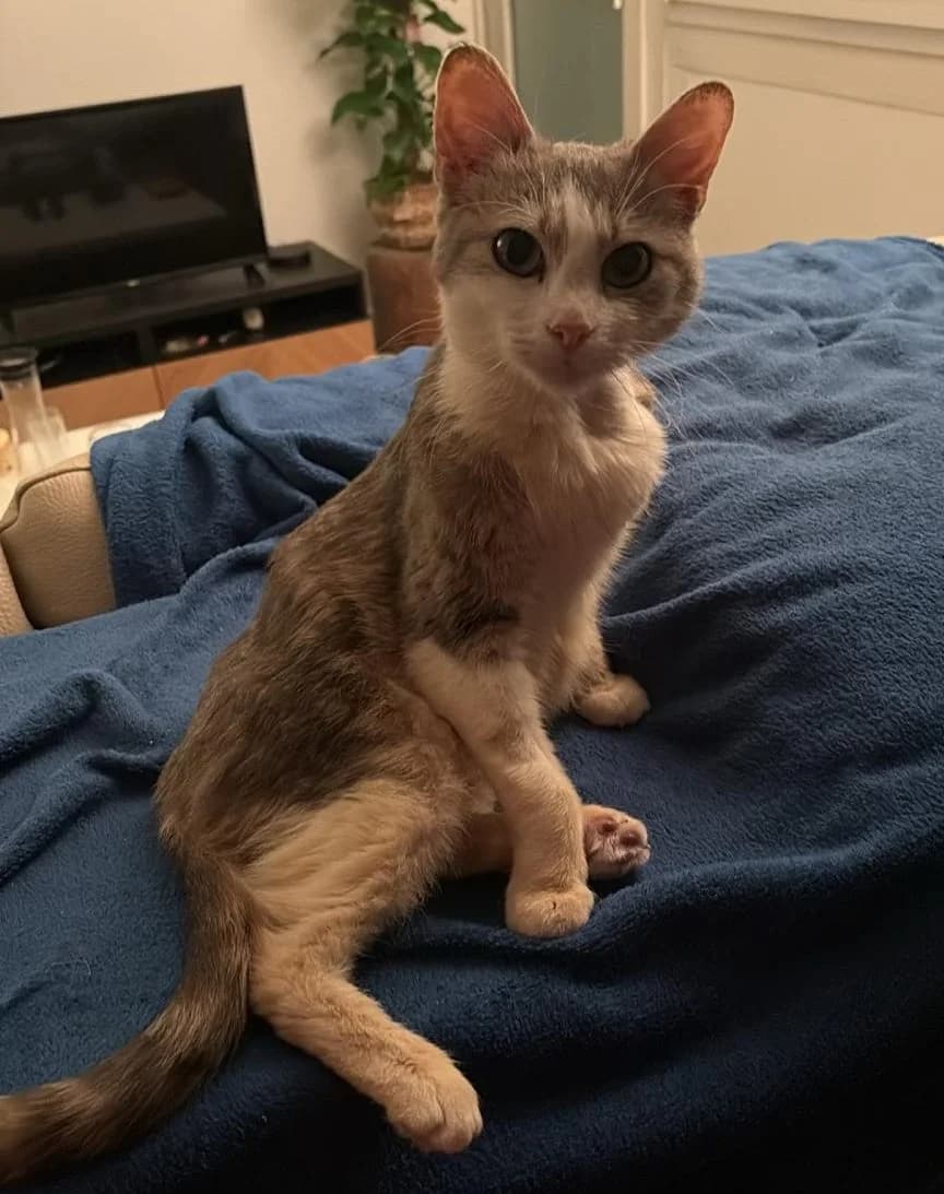 Speech (Sos), senior Mixed Breed for adoption at LPA Nord de la France, Lille
