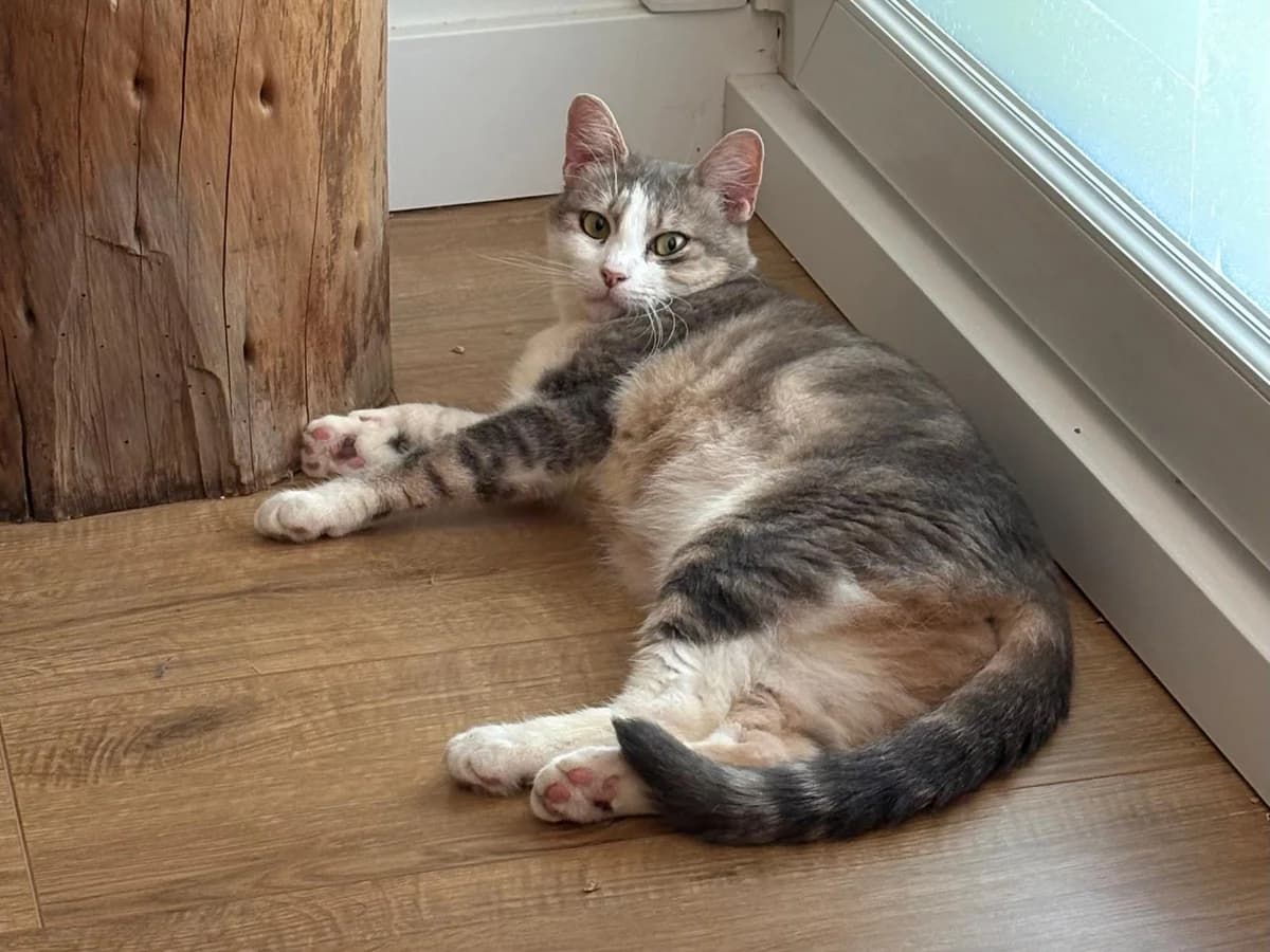 Speech – en Famille d'Accueil, senior Mixed Breed for adoption at LPA Nord de la France, Lille