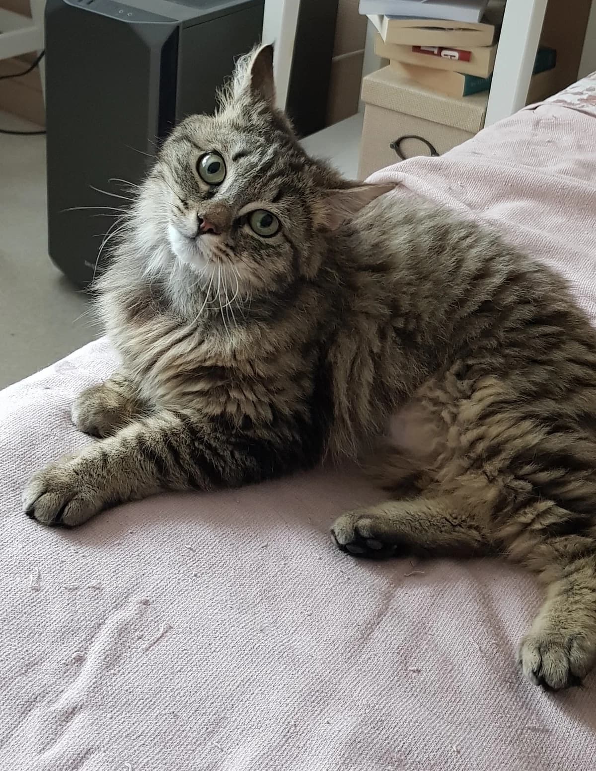 Otitis (Sos), puppy Mixed Breed for adoption at LPA Nord de la France, Lille