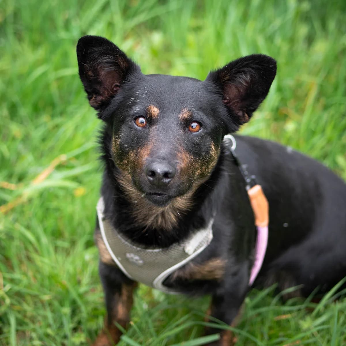 Justicier, Mixed Breed for adoption at LPA Nord de la France, Lille