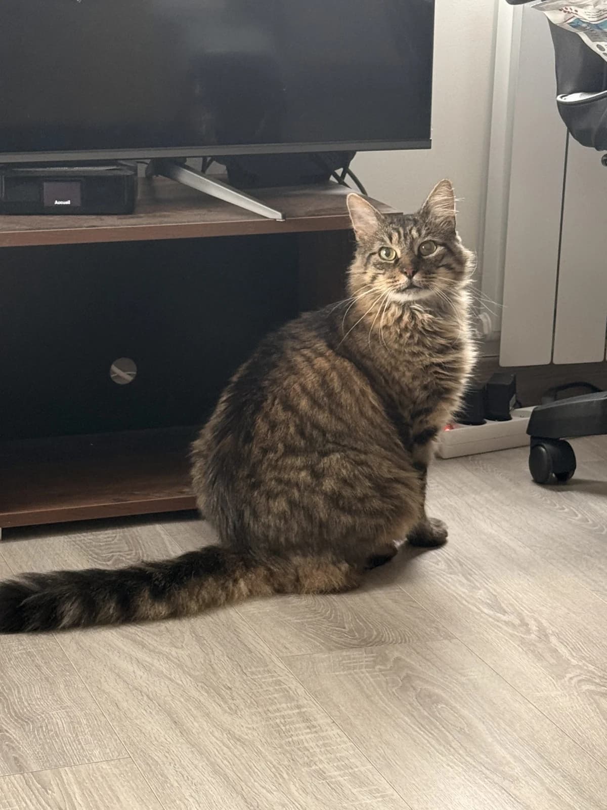 Cracker – en Famille d'Accueil, Mixed Breed for adoption at LPA Nord de la France, Lille
