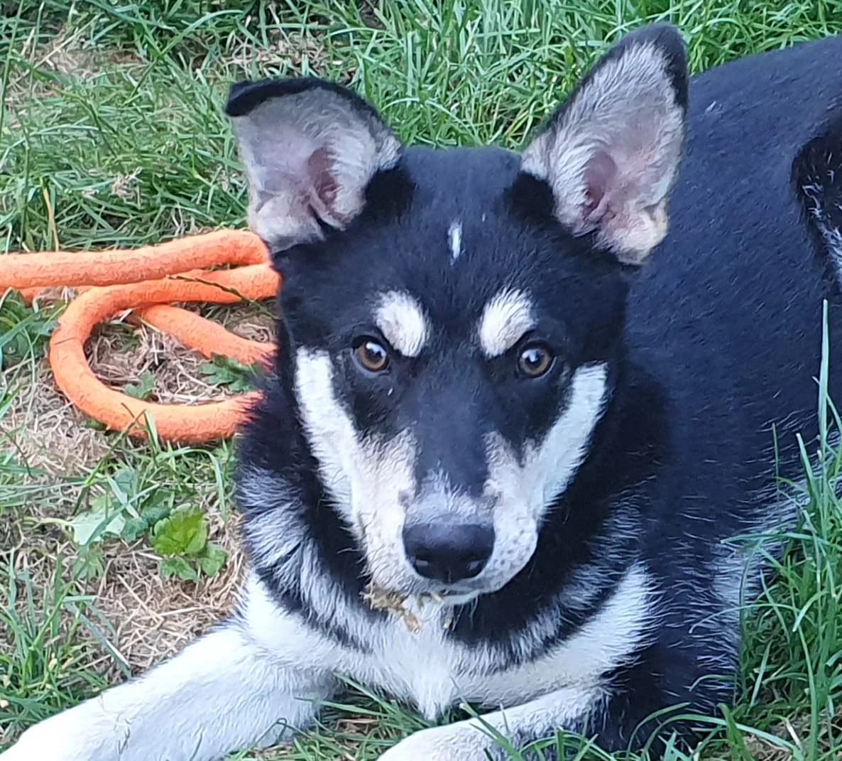 Graham –, male Mixed Breed for adoption at LPA Nord de la France, Lille