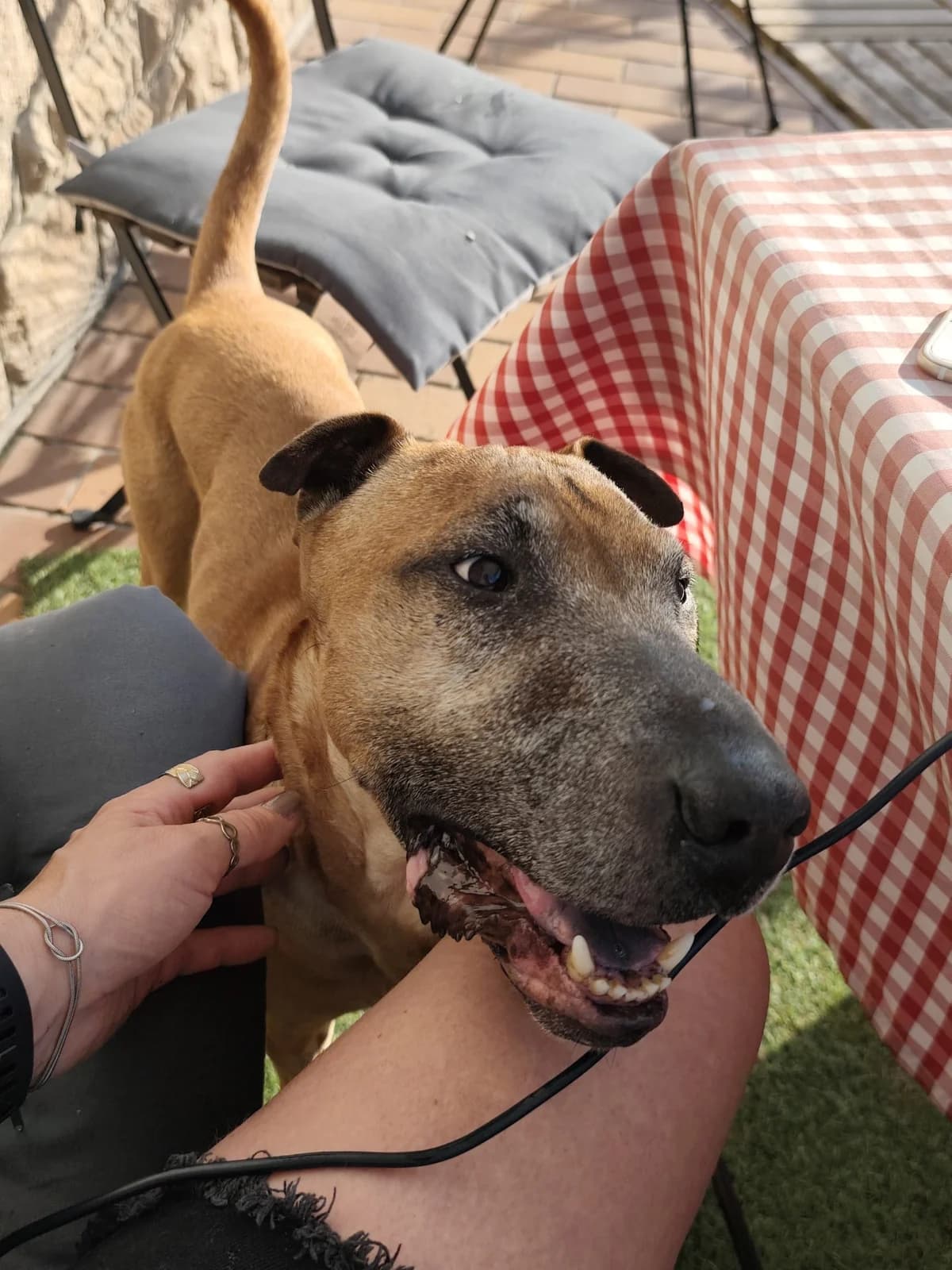 Rex –, senior Mixed Breed for adoption at LPA Nord de la France, Lille