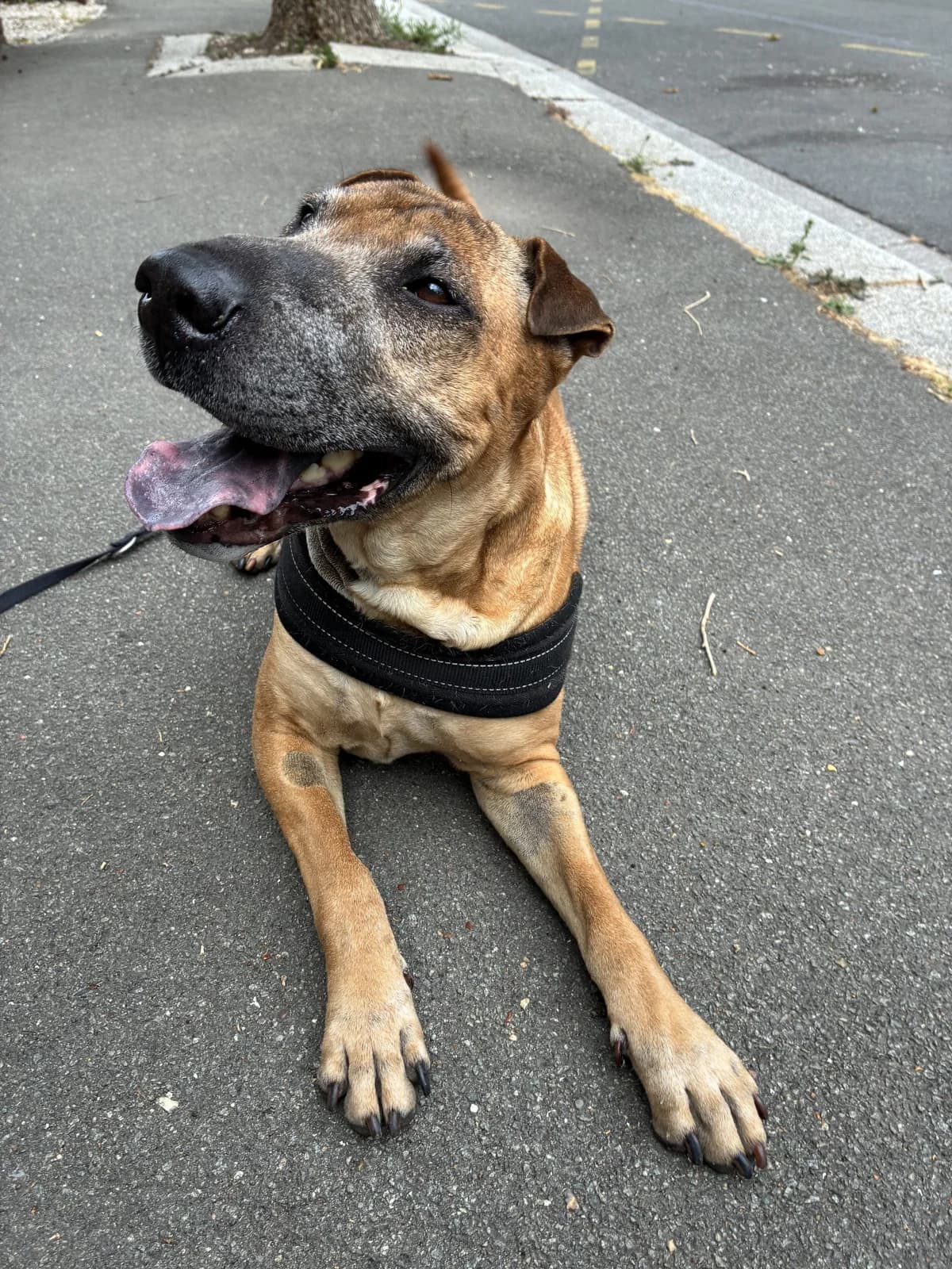 Rex β en Famille d'Accueil, senior Mixed Breed for adoption at LPA Nord de la France, Lille