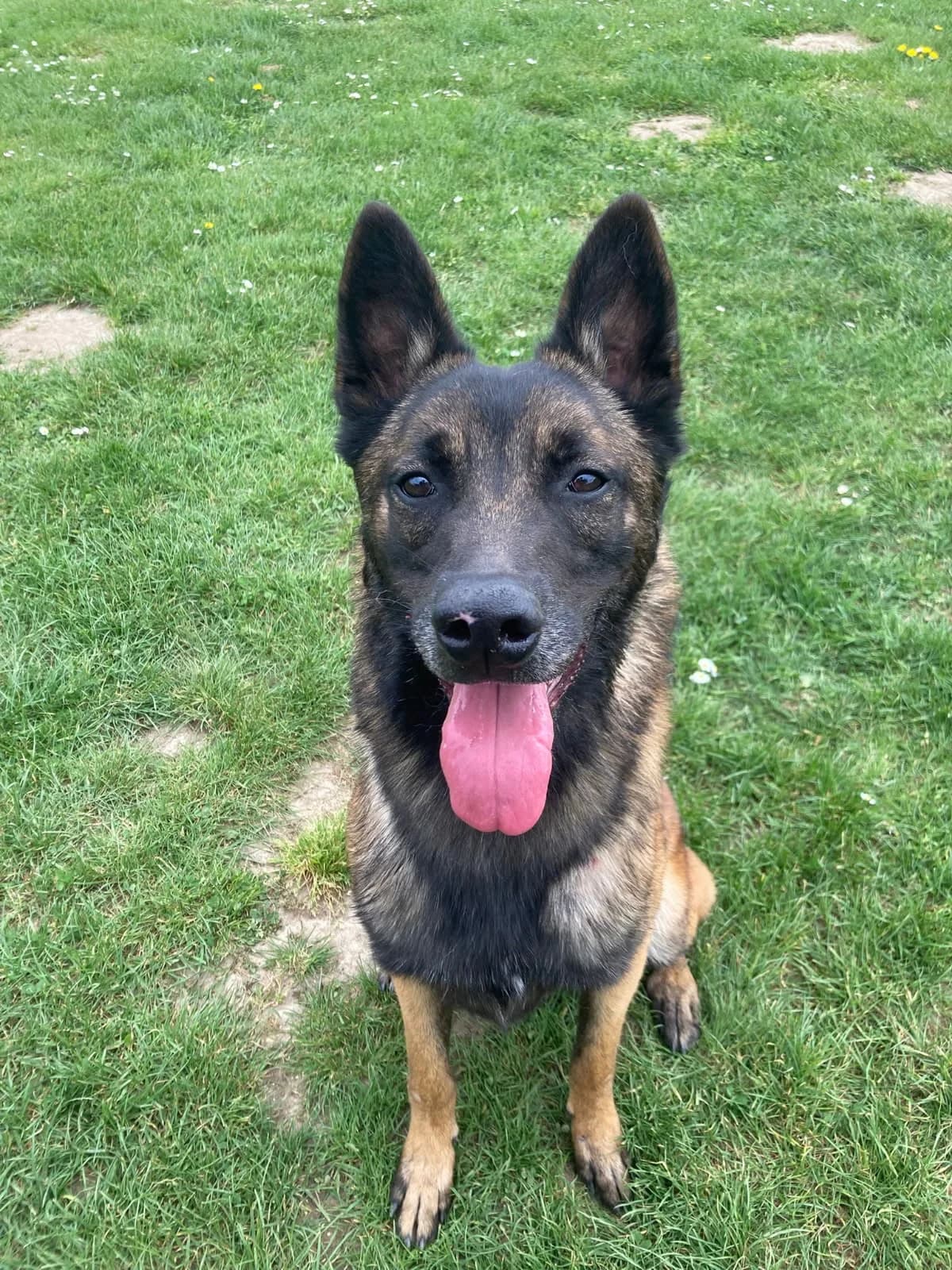 D'Art, young Mixed Breed for adoption at LPA Nord de la France, Lille