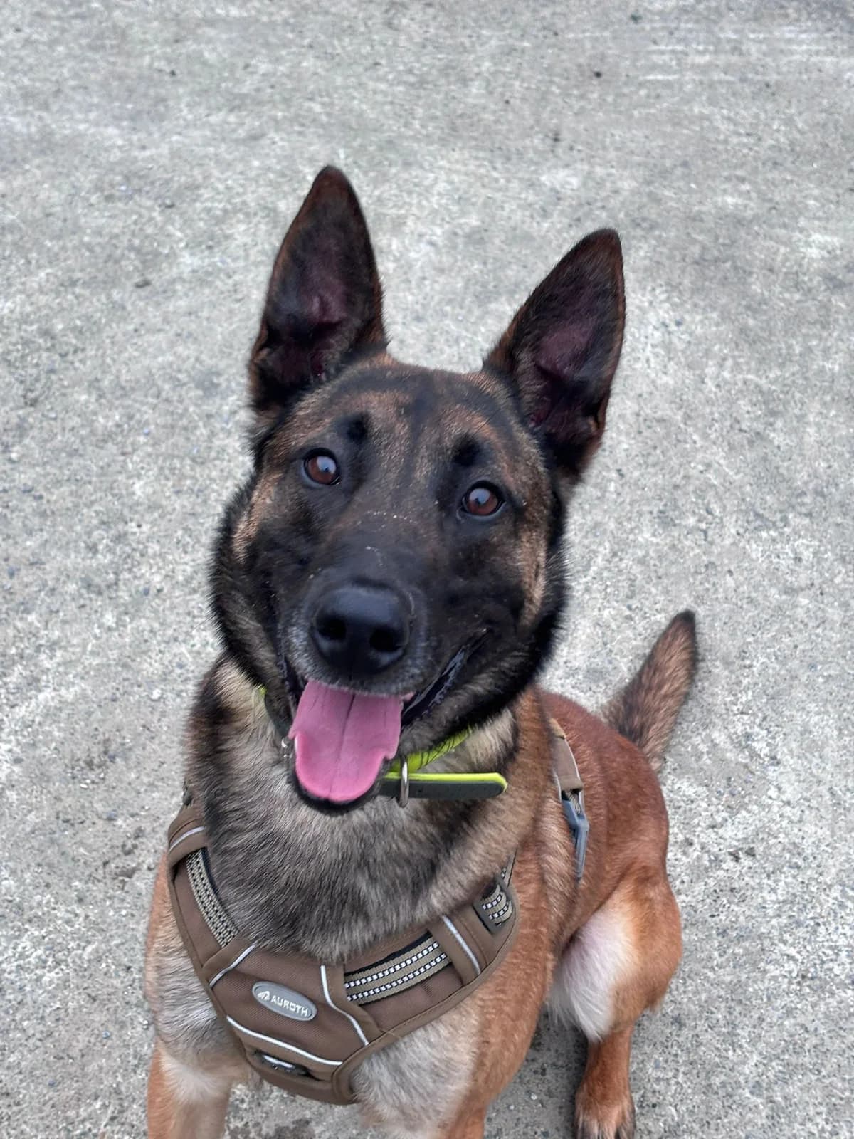 Bentley, 3yo Mixed Breed for adoption at LPA Nord de la France, Lille