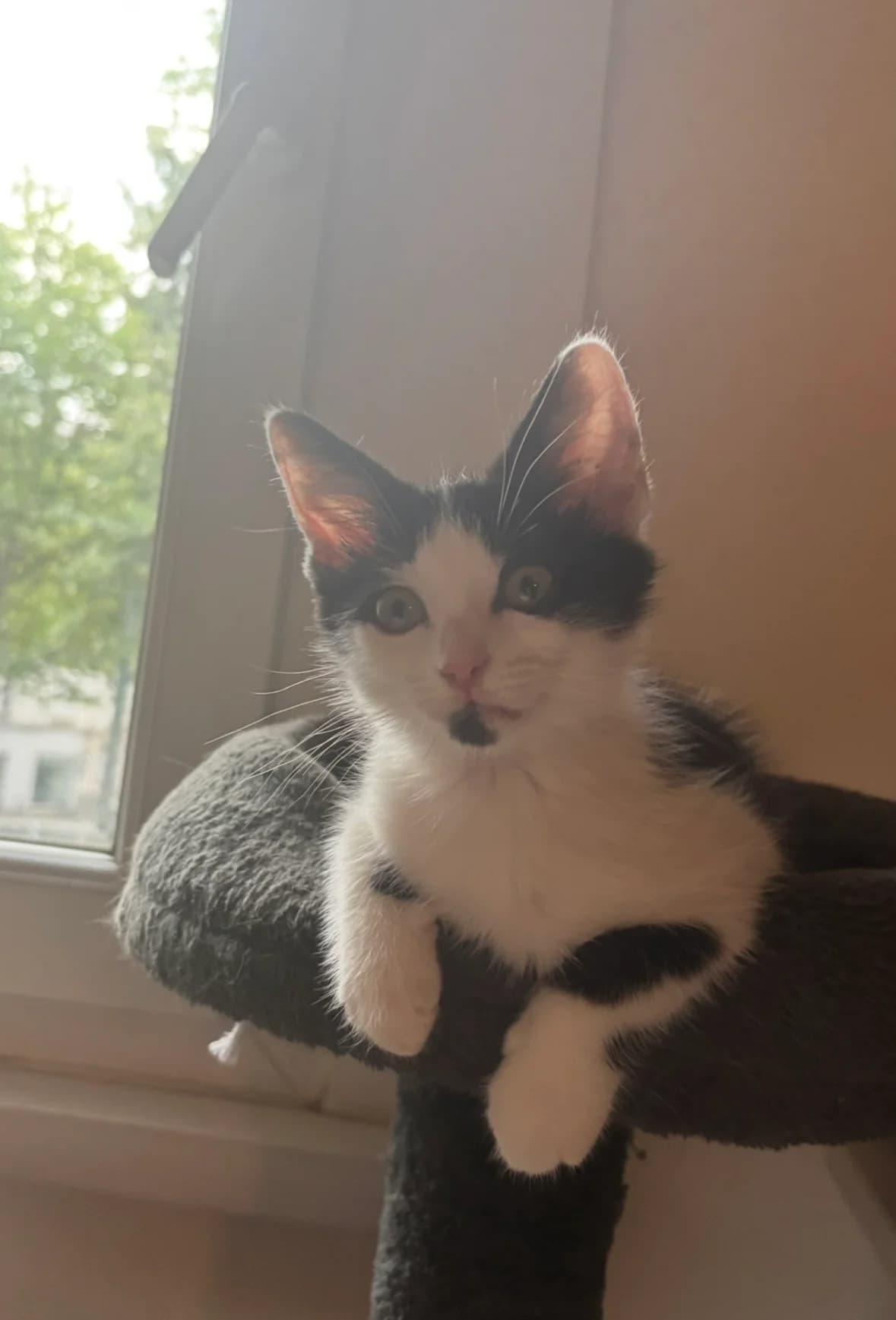 Picota –, female Mixed Breed for adoption at LPA Nord de la France, Lille