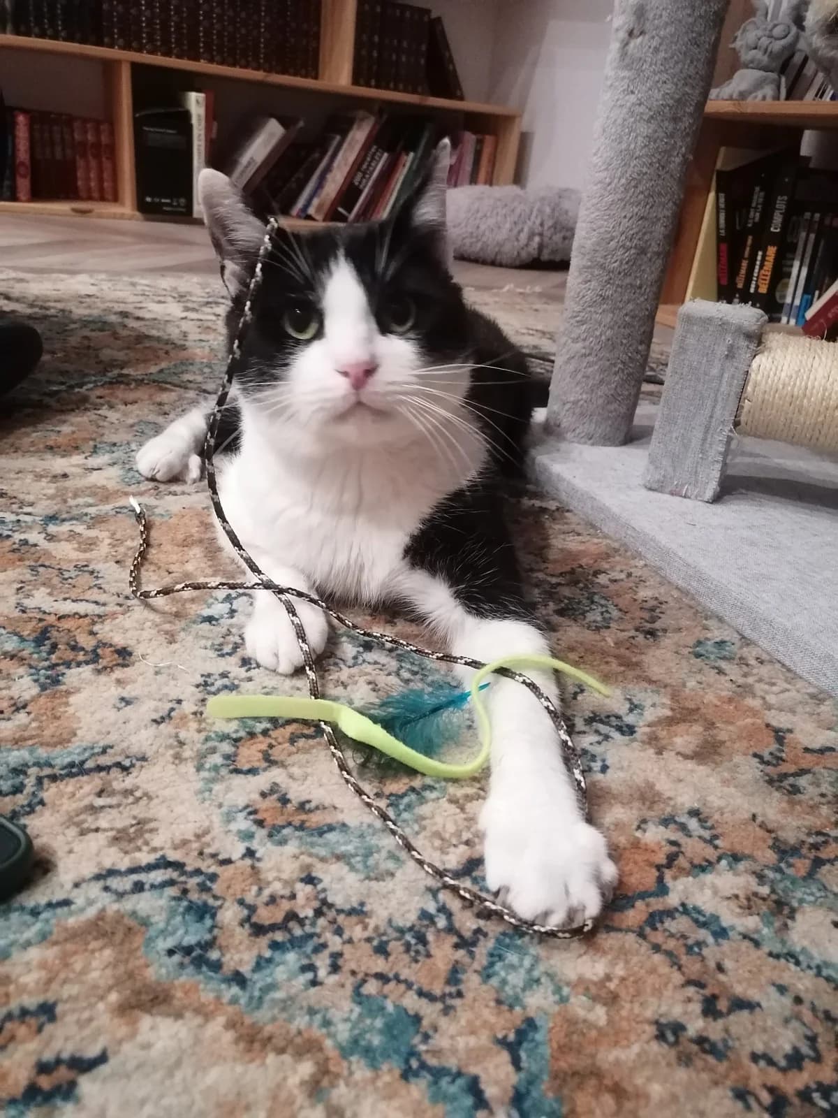 Carpaccio –, senior Mixed Breed for adoption at LPA Nord de la France, Lille