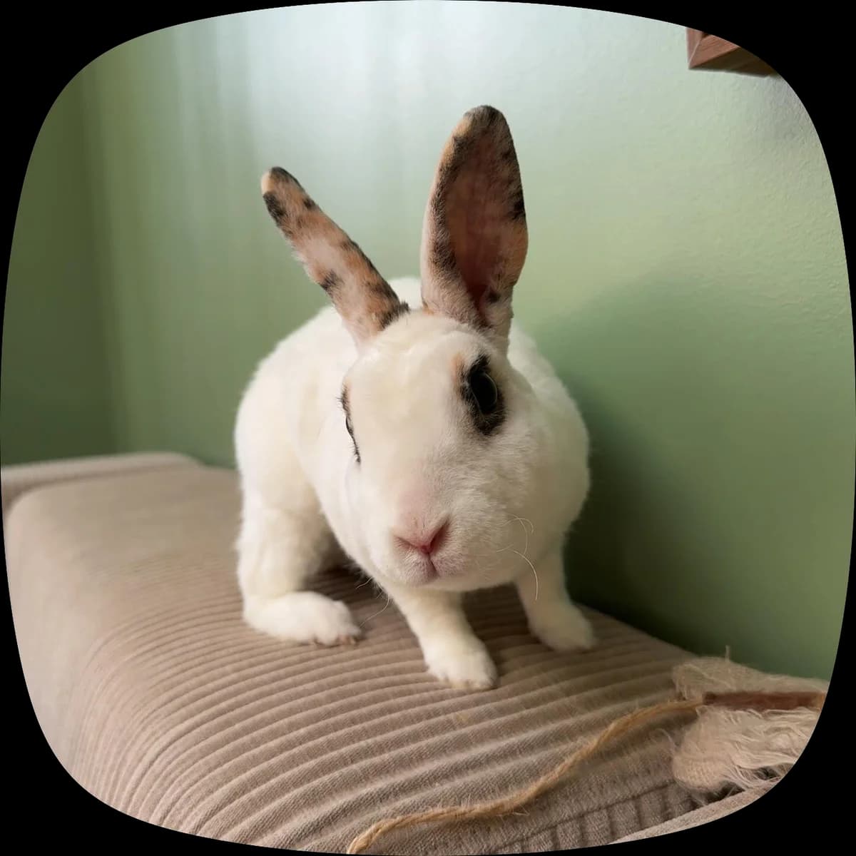 Pacrette, female Mixed Breed for adoption at LPA Nord de la France, Lille