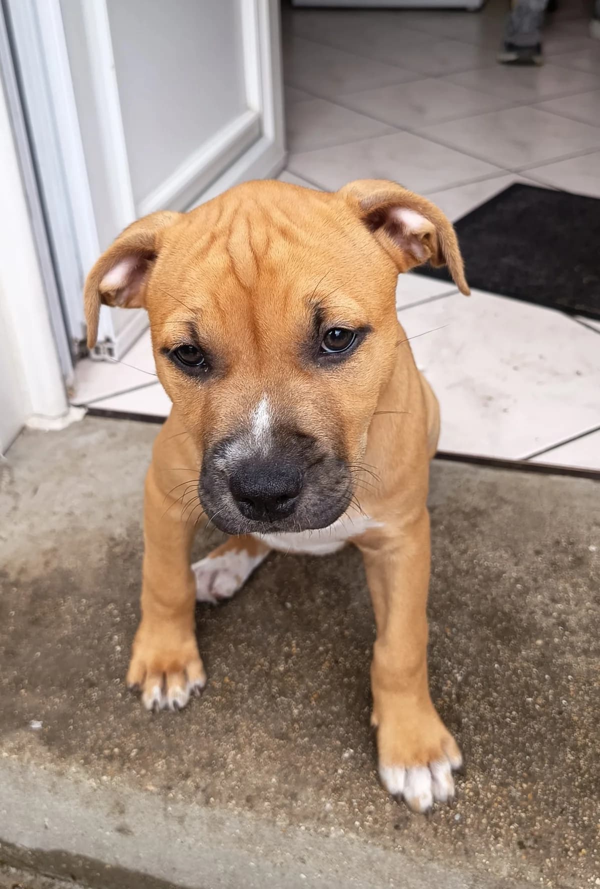 Bianca – en Famille d'Accueil, puppy Mixed Breed for adoption at LPA Nord de la France, Lille