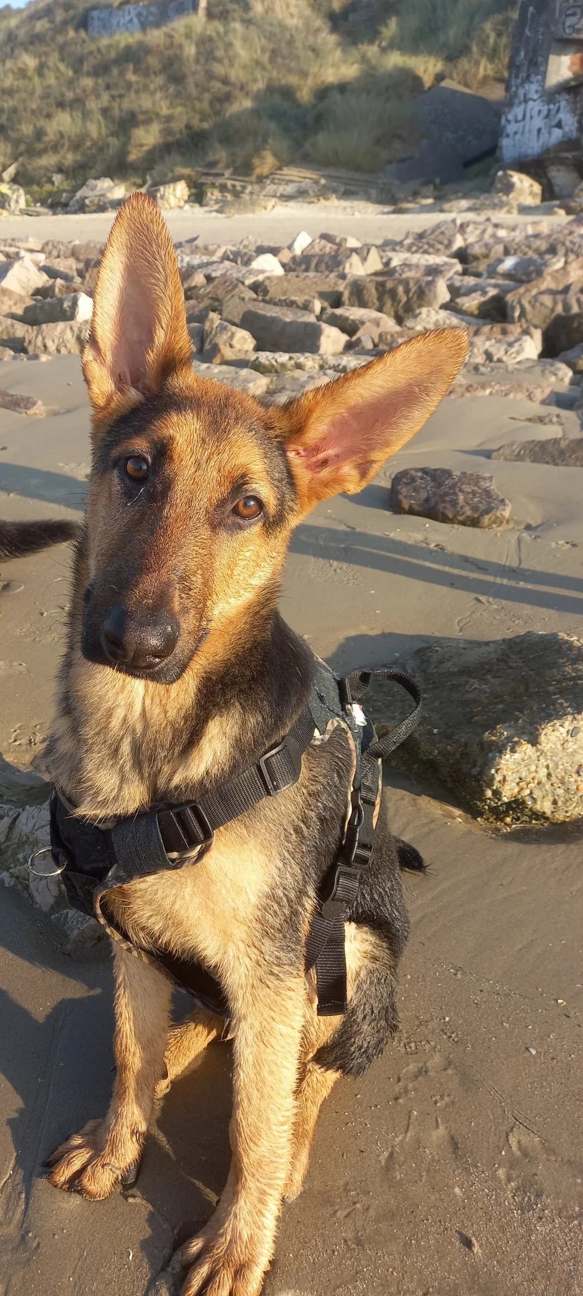 Bertrand – en Famille d'Accueil, puppy Mixed Breed for adoption at LPA Nord de la France, Lille