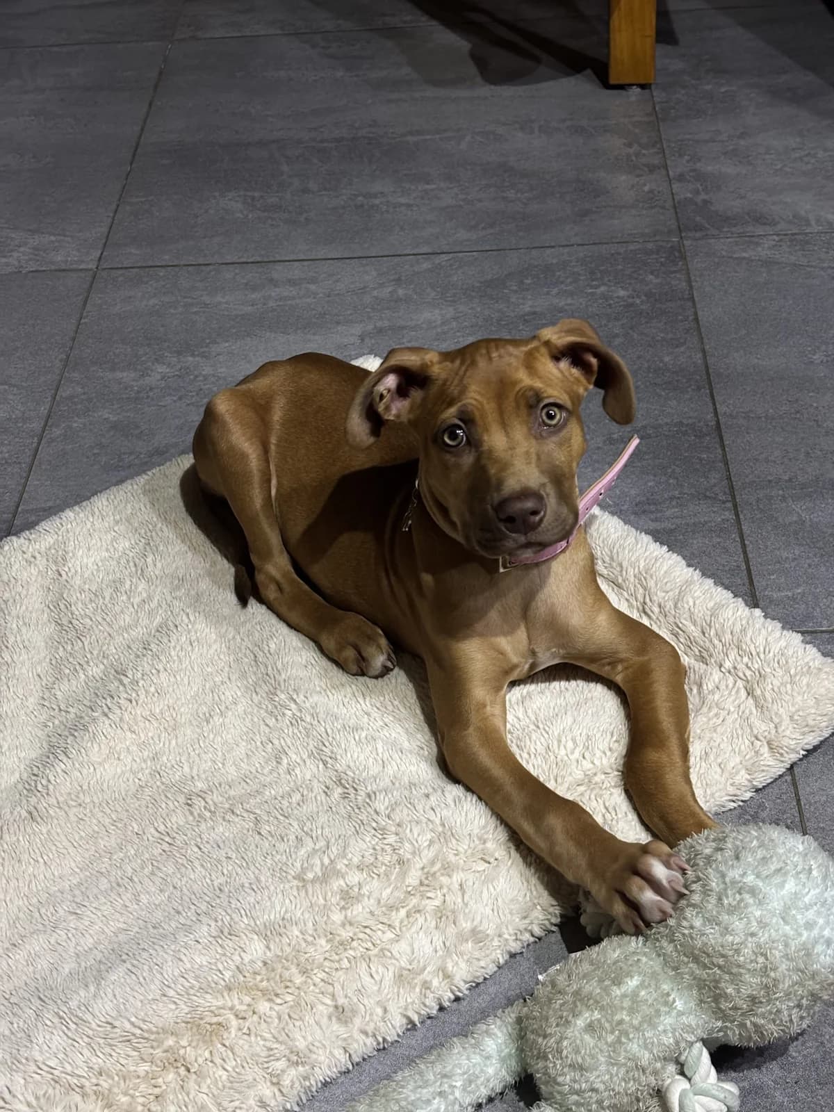 Ptitbulle – En Famille d'Accueil, puppy Mixed Breed for adoption at LPA Nord de la France, Lille