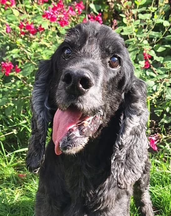 Titoun – en Famille d'Accueil, senior Mixed Breed for adoption at LPA Nord de la France, Lille