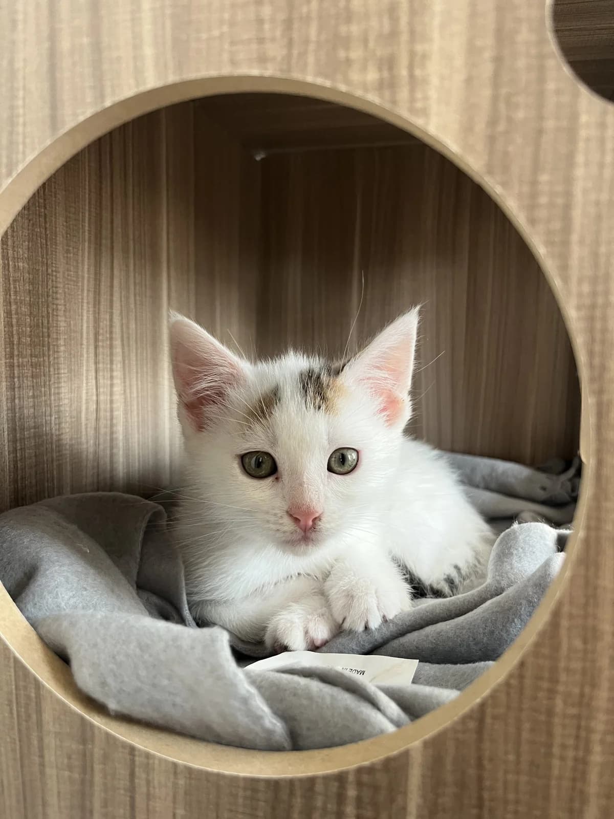 Pandi β En Famille d'Accueil, puppy Mixed Breed for adoption at LPA Nord de la France, Lille