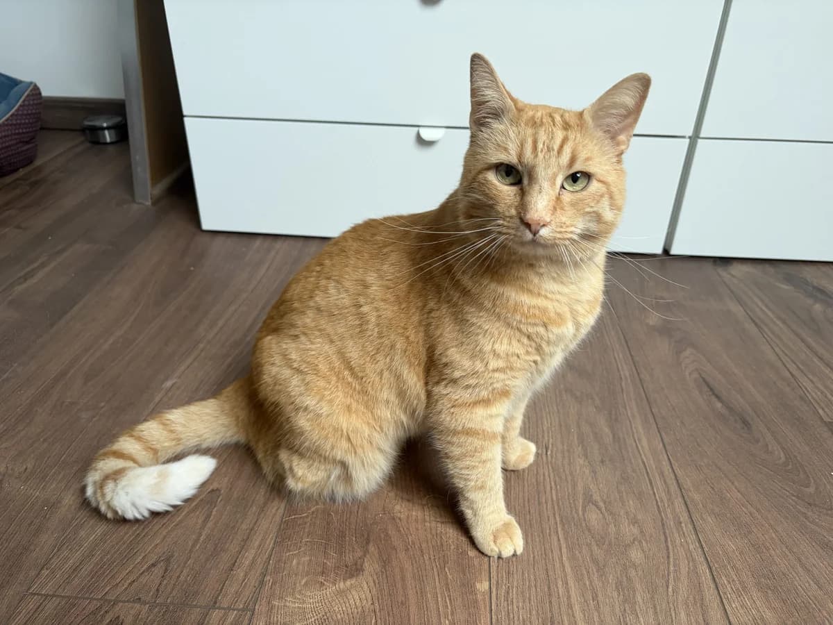Darius β En Famille d'Accueil, 7yo Mixed Breed for adoption at LPA Nord de la France, Lille