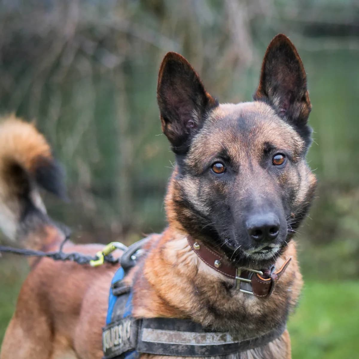 Rocky, male Mixed Breed for adoption at Lille