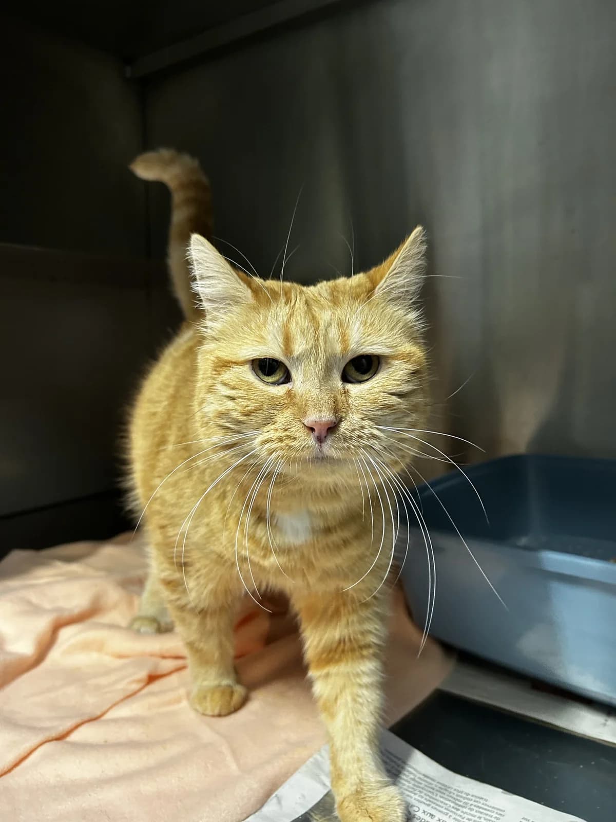 Saudade, Mixed Breed for adoption at Lille