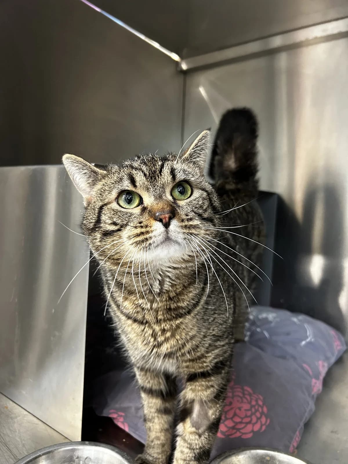 Soupolé, Mixed Breed for adoption at Lille