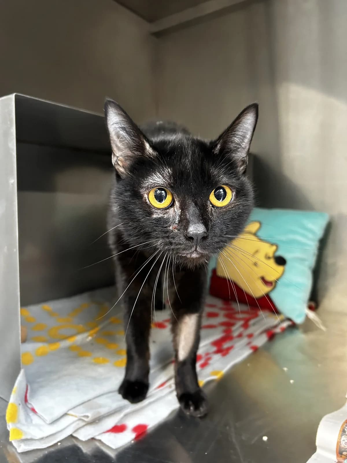 Benito, Mixed Breed for adoption at Lille