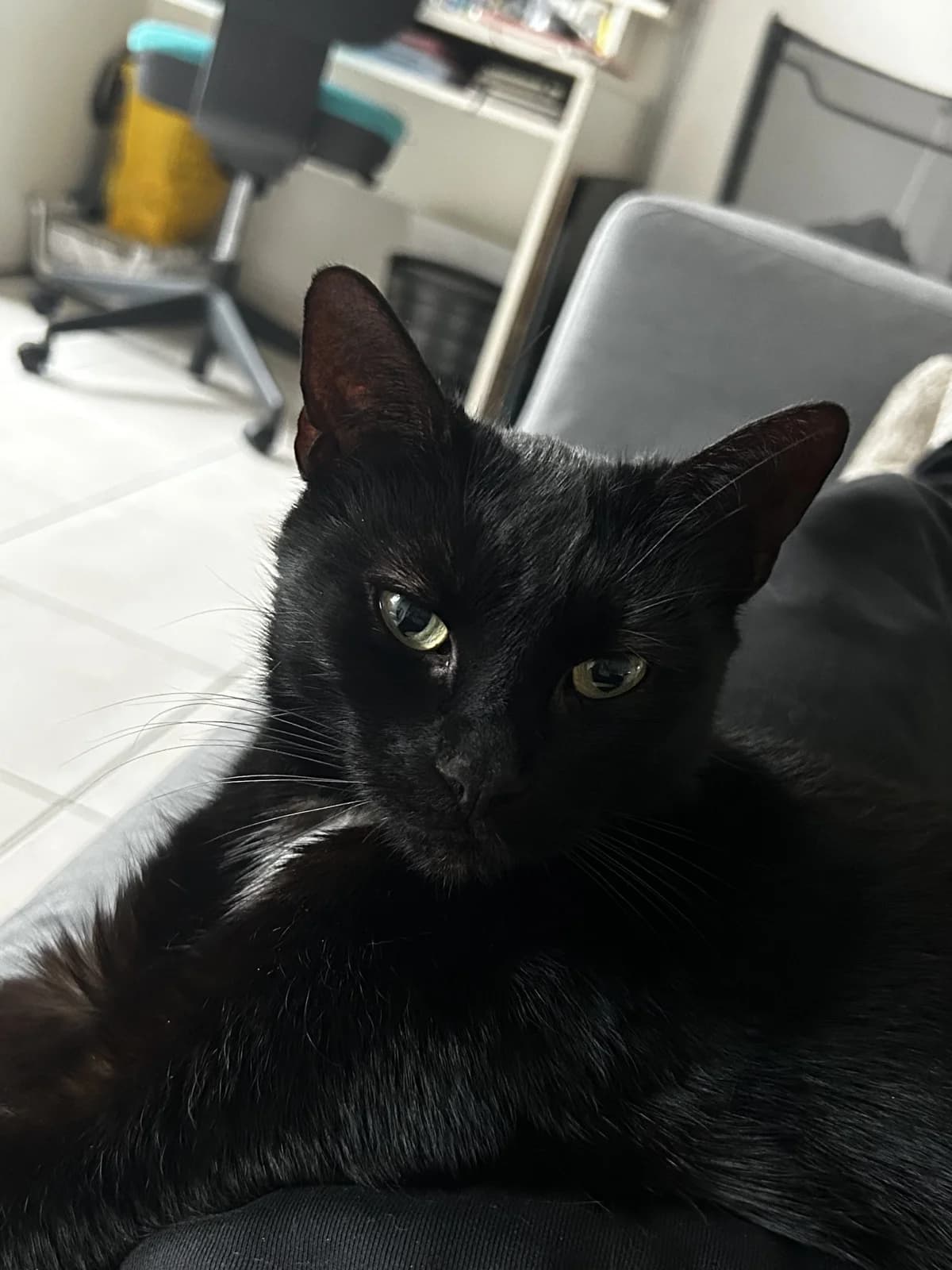 Fifille, Mixed Breed for adoption at Lille