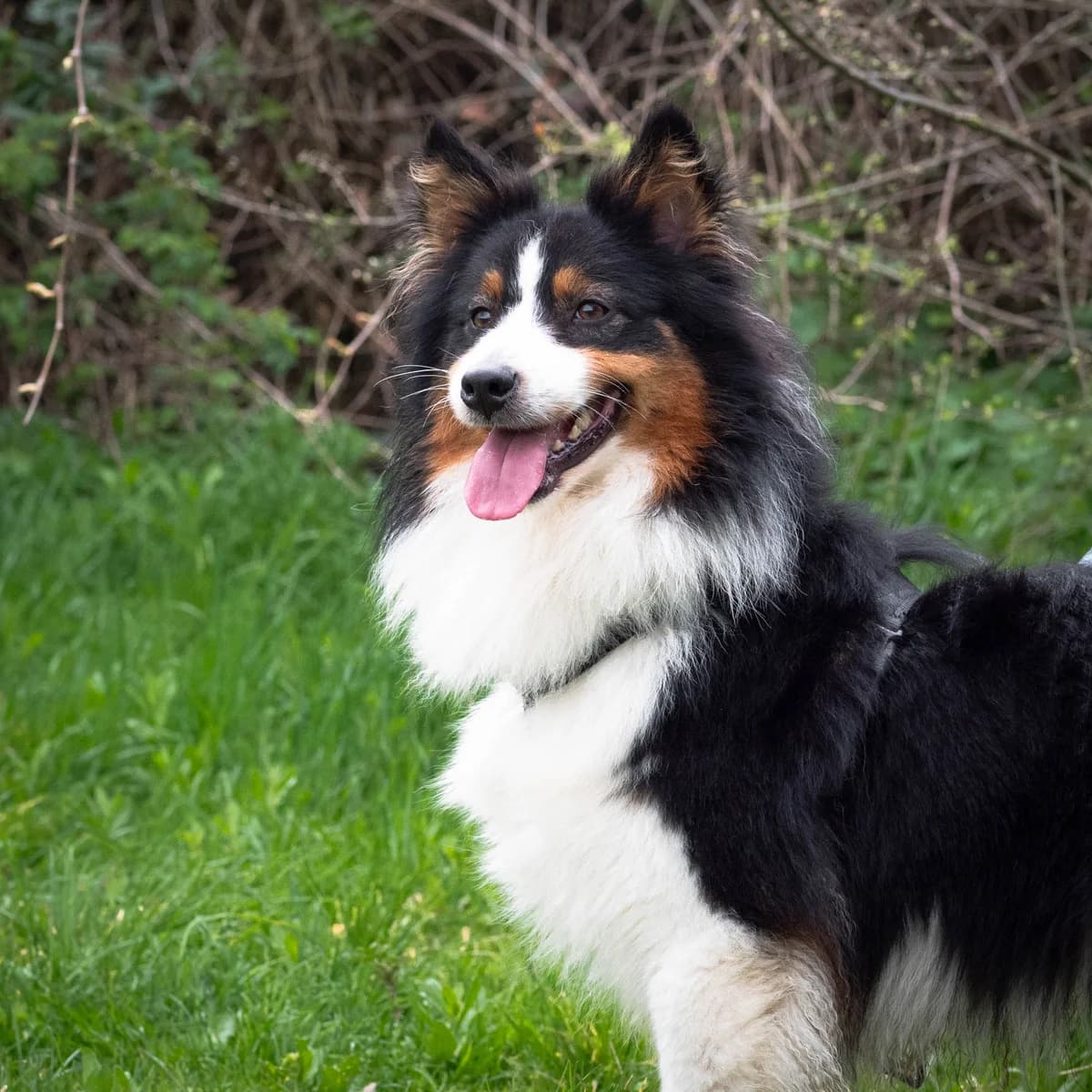 Moka, male Mixed Breed for adoption at Lille