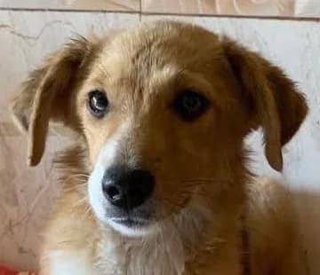 ALMA à L’ADOPTION, Mixed Breed for adoption at Madascota Animal Aid, madascota animal aid