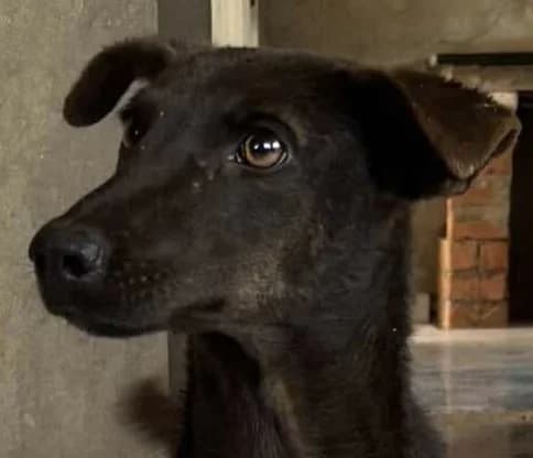 DOGGY à l’ADOPTION, young Mixed Breed for adoption at Madascota Animal Aid, madascota animal aid