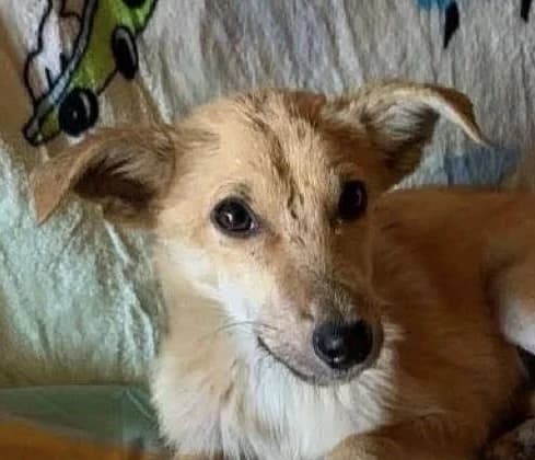 ILLIO à L’ADOPTION, Mixed Breed for adoption at Madascota Animal Aid, madascota animal aid