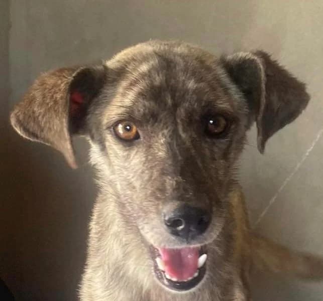 TIGRIE à L’ADOPTION, young Mixed Breed for adoption at Madascota Animal Aid, madascota animal aid
