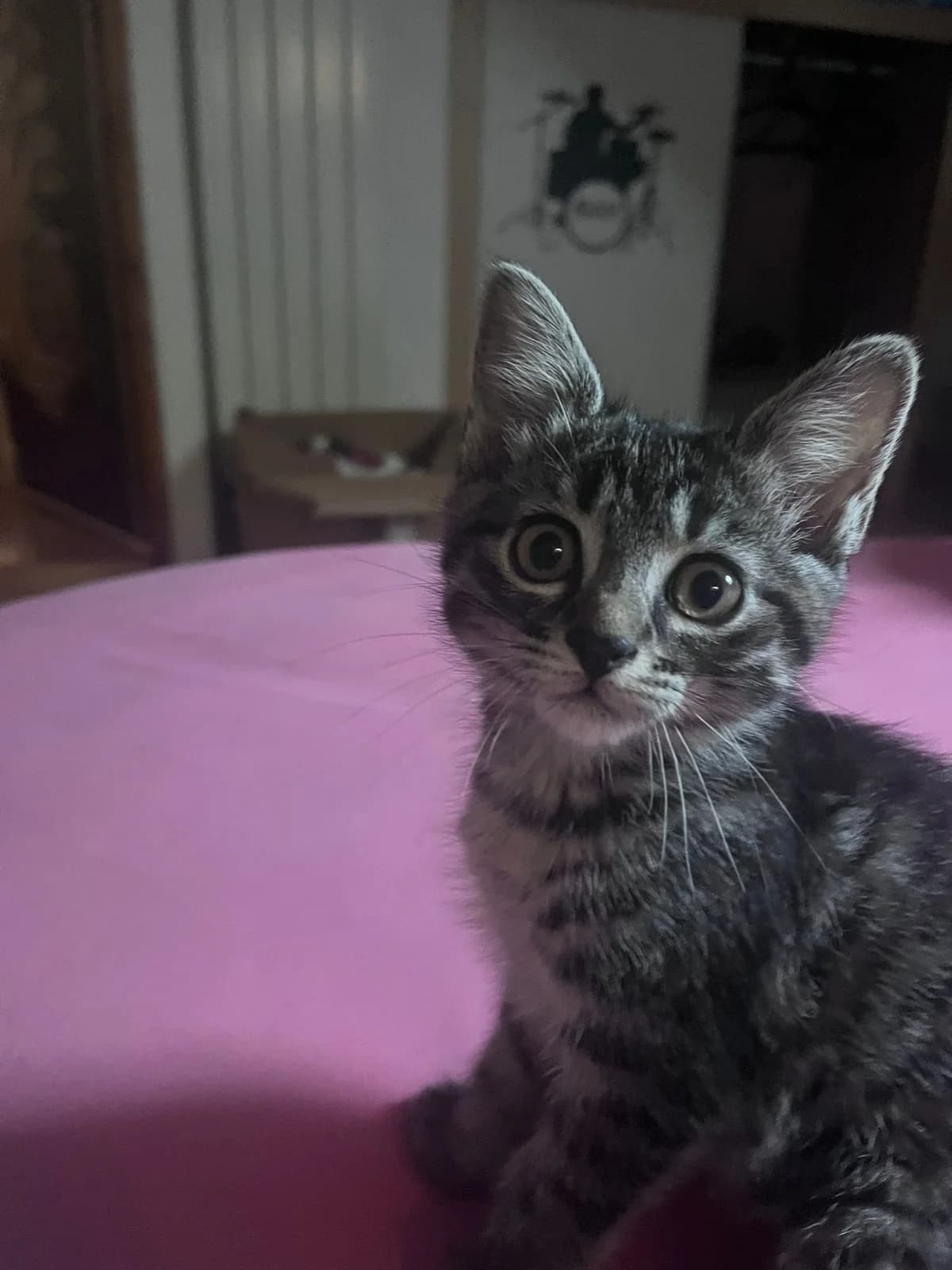 LUNA, female puppy Mixed Breed for adoption at Main dans la Patte, main dans la patte