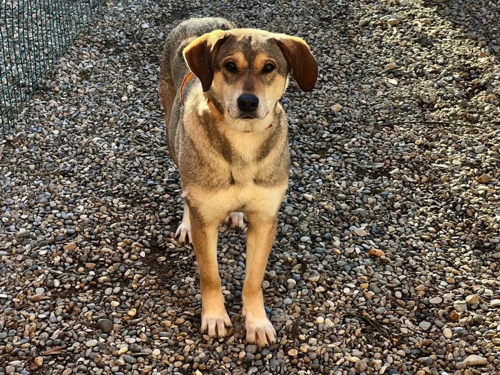 Carlita, female 6yo Mixed Breed for adoption at MICHA SCHONS, micha schons