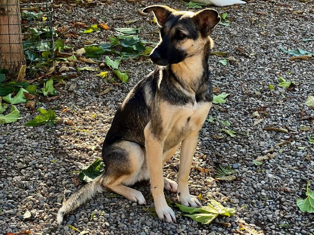 Inger, female senior mixed breed for adoption at MICHA SCHONS, micha schons