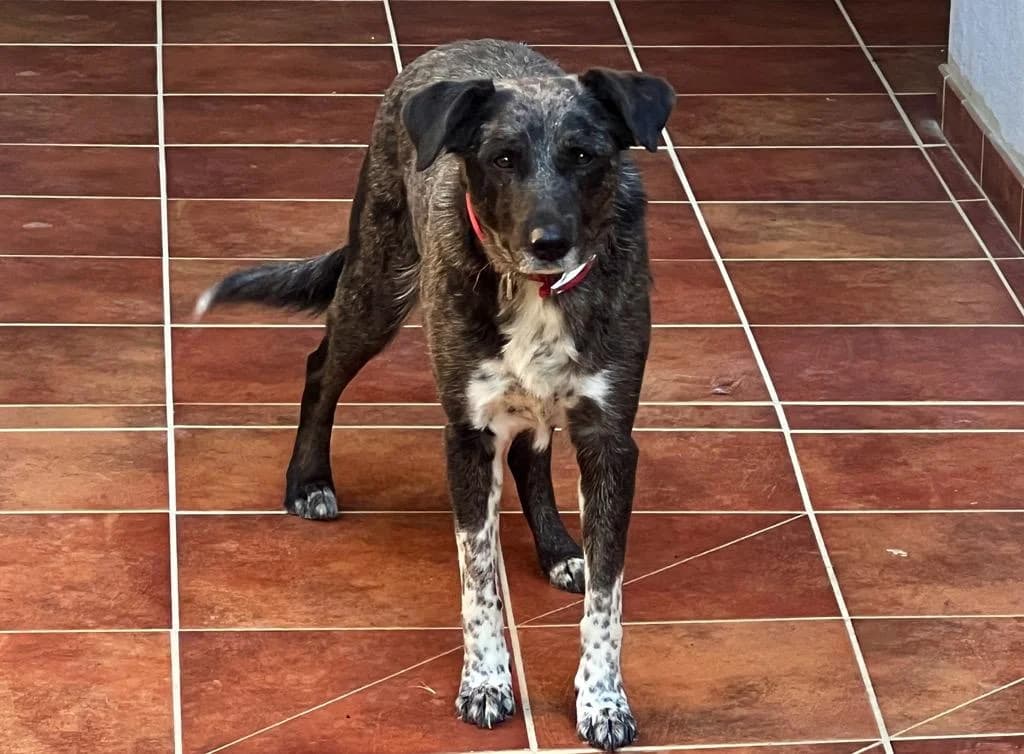 Tania, female 7yo Border Collie for adoption at MICHA SCHONS, micha schons