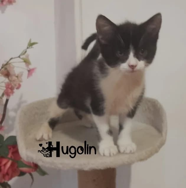 HORACIO, male puppy Mixed Breed for adoption at Moustachat, moustachat