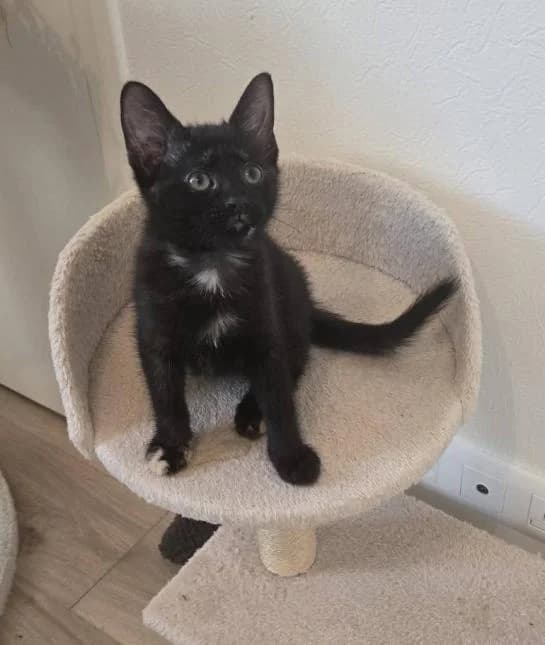 ALEX, female puppy European Shorthair for adoption at Moustaches et Compagnie, moustaches et compagnie