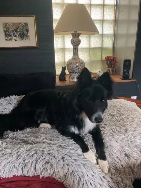 AMI, male young Border Collie for adoption at Moustaches et Compagnie, moustaches et compagnie