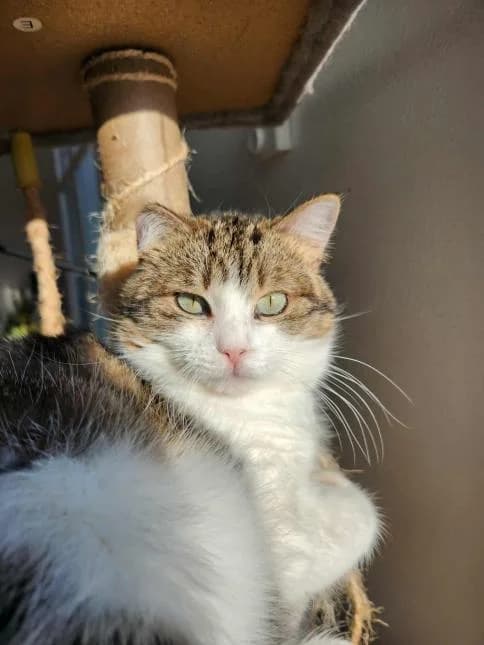 ANGEL, female young mixed breed for adoption at Moustaches et Compagnie, moustaches et compagnie