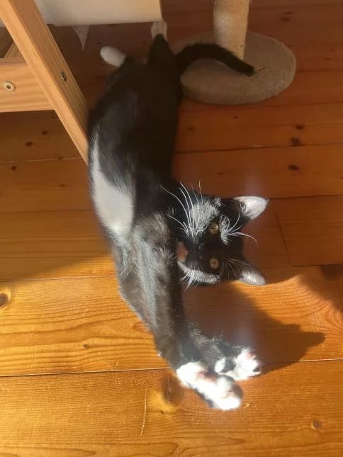 BAKEO, male puppy European Shorthair for adoption at Moustaches et Compagnie, moustaches et compagnie